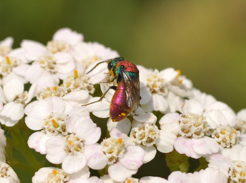 Chrysura cfr laevigata